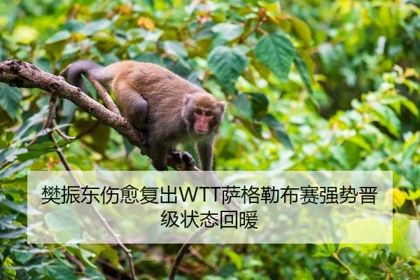 樊振东伤愈复出WTT萨格勒布赛强势晋级状态回暖
